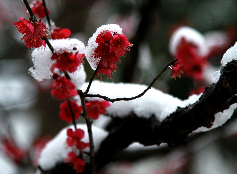 雪梅