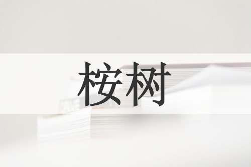 桉树