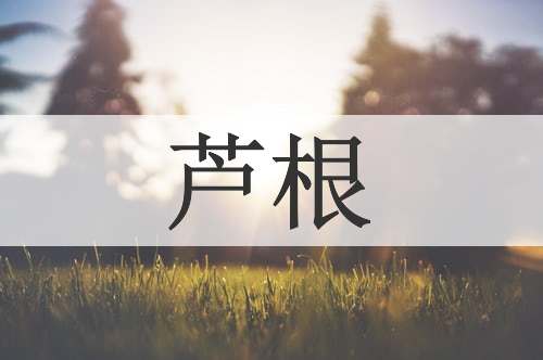 芦根