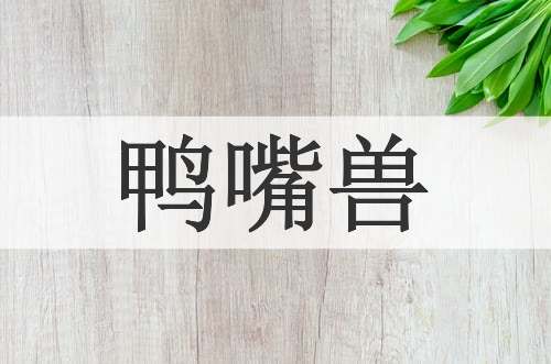 鸭嘴兽